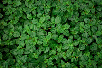 Fototapeta na wymiar nature background, closeup leaves texture, tropical leaves
