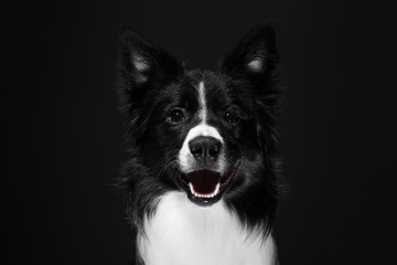 Portrait of a funny black and white dog. Breed Border Collie.