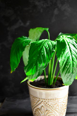 Indoor plant. Plant in a flowerpot. Dark background, sunlight. Beautiful green leaves. Flowers in the house. Houseplant. Vertical view.