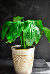 Indoor plant. Plant in a flowerpot. Dark background, sunlight. Beautiful green leaves. Flowers in the house. Houseplant. Vertical view.