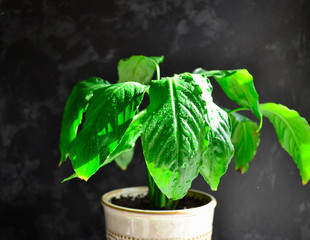 Indoor plant. Plant in a flowerpot. Dark background, sunlight. Beautiful green leaves. Flowers in the house. Houseplant. Horizontal view.
