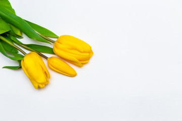 Obraz premium Yellow tulips on a white isolated background.