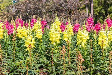 Flowers in the garden, morning fresh air, oxygen to the body to power the whole day, a place to relax, the event.