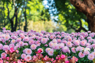 Obraz premium Flowers in the garden, morning fresh air, oxygen to the body to power the whole day, a place to relax, the event.