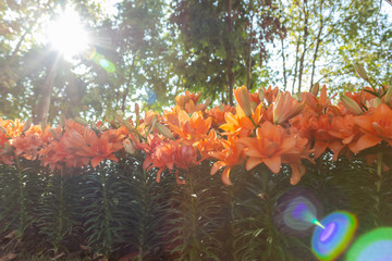 Flowers in the garden, morning fresh air, oxygen to the body to power the whole day, a place to relax, the event.