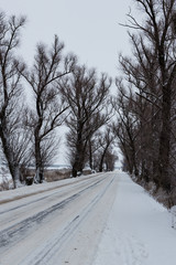 Obraz premium Winter view of the old elms and the road