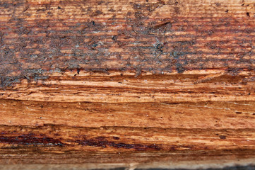 Wood texture of cut tree trunk, close-up