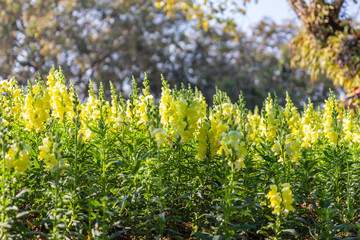 Flowers in the garden, morning fresh air, oxygen to the body to power the whole day, a place to relax, the event.