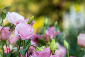 Fototapeta premium Sweet color roses in soft style garden. Raindrops every morning with in nature. Create atmosphere of love. Soft focus.