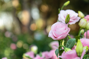 Sweet color roses in soft style garden. Raindrops every morning with in nature. Create atmosphere of love. Soft focus.
