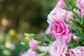 Sweet color roses in soft style garden. Raindrops every morning with in nature. Create atmosphere of love. Soft focus.