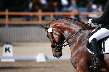 Dressage horse in head portraits with bowed head and rider..