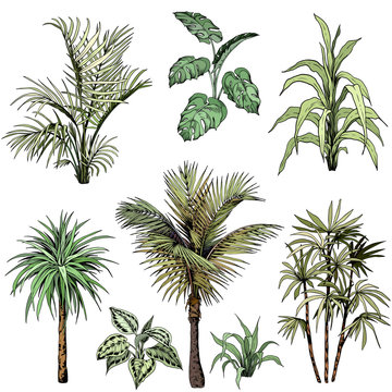 Set of different tropical palm leaves and trees. © JeannaDraw