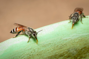 Image of bee hem or dwarf bee(Apis florea) suctioning water on the edge of the sink on a natural background. Insect. Animal.