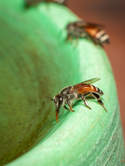 Image of bee hem or dwarf bee(Apis florea) suctioning water on the edge of the sink on a natural background. Insect. Animal.