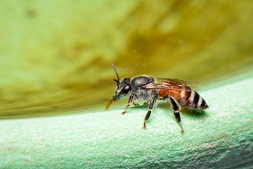 Image of bee hem or dwarf bee(Apis florea) suctioning water on the edge of the sink on a natural background. Insect. Animal.