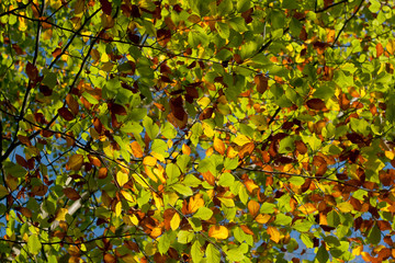 autumn leafy background