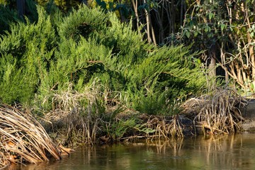 Beautiful evergreen landscaped garden with evergreens on blurred background. Shore of frozen pond. Close-up. Winter landscape, wallpaper and nature background. Happy New Year and Merry Christmas.