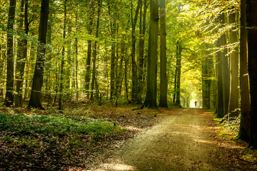 autumn forest with runner in the back