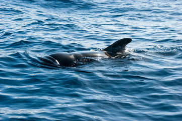 Fototapeta premium The back and fin of a Grinda whale against a beautiful seascape. A fin sticking out of the water.