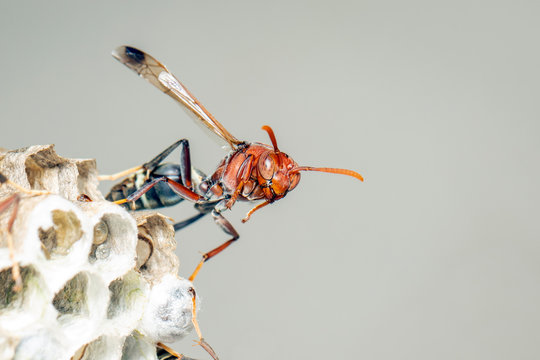 Image of Common Paper Wasp / Ropalidia fasciata and wasp nest on nature background. Insect. Animal
