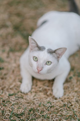cute cat in the garden