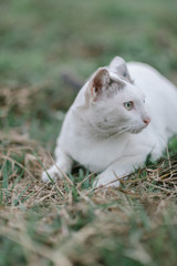 cute cat in the garden