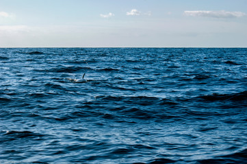 The back and fin of a Grinda whale against a beautiful seascape. A fin sticking out of the water.