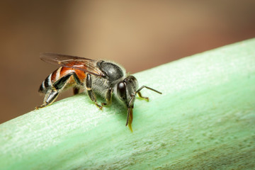 Image of bee hem or dwarf bee(Apis florea) suctioning water on the edge of the sink on a natural background. Insect. Animal.