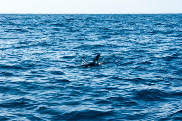 Fototapeta premium The back and fin of a Grinda whale against a beautiful seascape. A fin sticking out of the water.