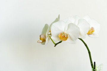 Fototapeta na wymiar White phalaenopsis orchid flower Phalaenopsis, known as Moth Orchid or Phal. Flower on white background. Selective soft focus. Lovely idea for any design. Calmness and relaxation. Love and pleasure.