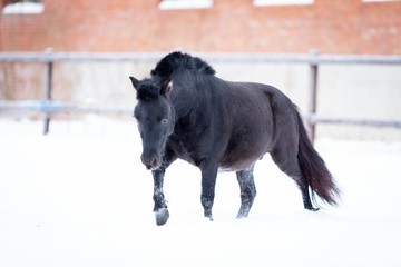 Black pony in manege at winter day