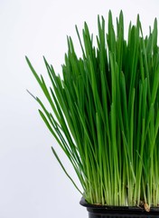 green grass isolated on white background