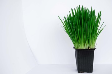 grass in vase on white background