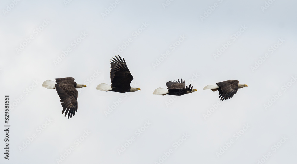 Canvas Prints a composite of an american bald eagle in flight.