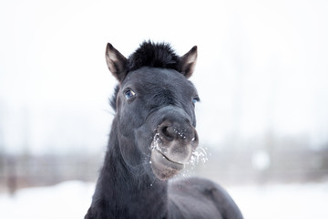 Black pony in manege at winter day