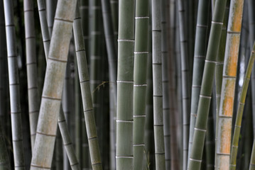 Bamboo forest background, moso bamboo