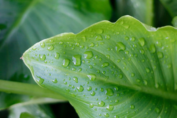 Obraz premium raindrops on a green leaf