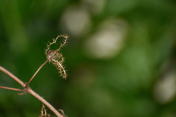 spider on leaf