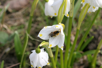 bee on flower