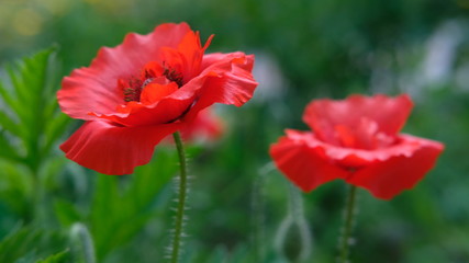 red poppy flower