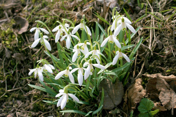 snowdrops