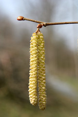 catkins on the tree