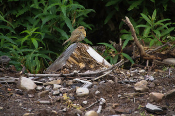 little bird with yellow feathers on a trunk of barren wood in the forest
