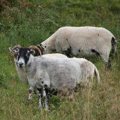  sheep with white-black fur and curled horns graze in the meadow