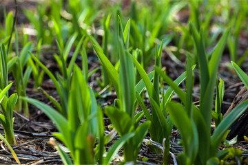 Fresh green spring plant flowers firs leves coming out from the thaw ground close up beautiful background
