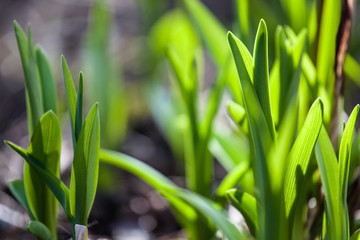 Fresh green spring plant flowers firs leves coming out from the thaw ground close up beautiful background