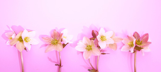 Seamless floral border with Hellebore flowers (Christmas rose) isolated. horizontal pattern on panoramic pink background. Beautiful greeting card. Holidays concept. Copy space, top view