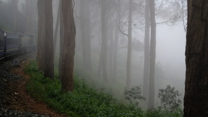 Obraz premium fog in the forest