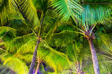 Naklejka na ściany i meble Large coconut palm leaves on the nature
